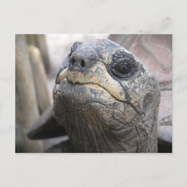 Postal Postcarta de Tortoise (Anverso)