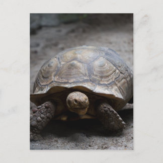 Postal Postcarta de tortuga provocada por África