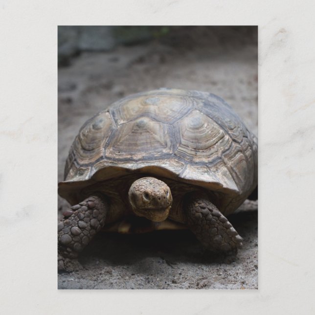 Postal Postcarta de tortuga provocada por África (Anverso)