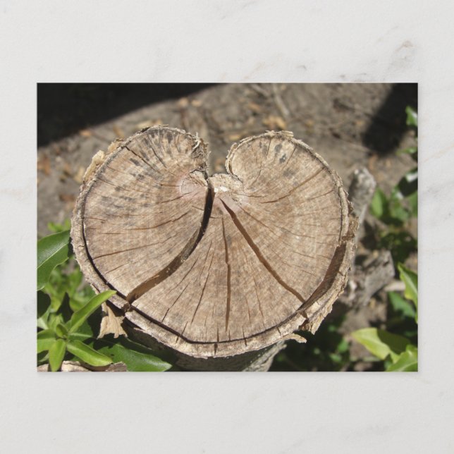 Postal Postcarta de trompa de corazón dividida (Anverso)