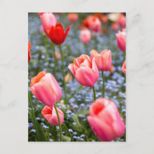 Postal Postcarta de tulipanes de la primavera de Ámsterda