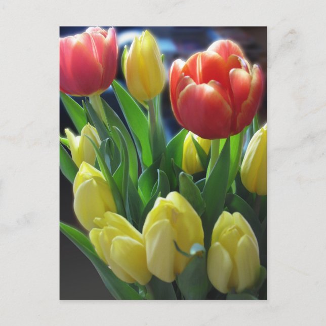 Postal Postcarta de tulipanes holandeses (Anverso)