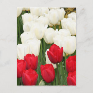 Postal Postcarta de tulipanes rojos y blancos
