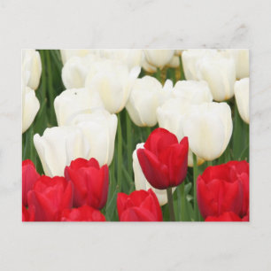 Postal Postcarta de tulipanes rojos y blancos