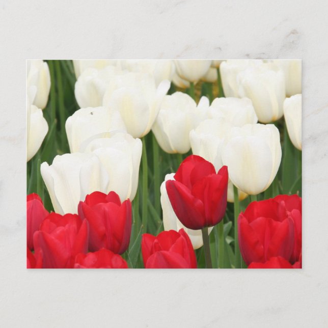 Postal Postcarta de tulipanes rojos y blancos (Anverso)