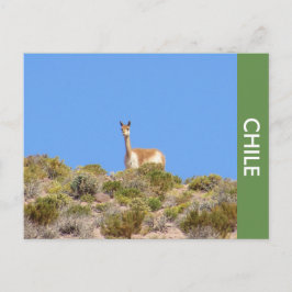 Postal Postcarta de Vicuna Llama Chile