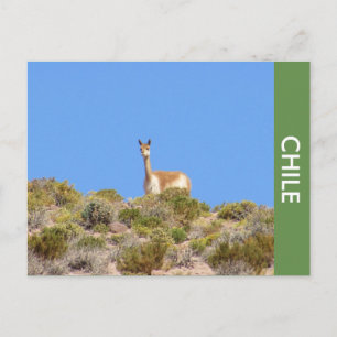 Postal Postcarta de Vicuna Llama Chile