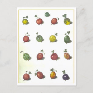 Postal Postcarta de Vintage Gooseberries
