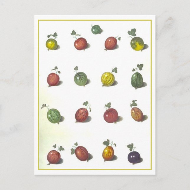 Postal Postcarta de Vintage Gooseberries (Anverso)