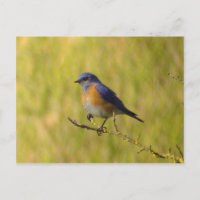 Postcarta de Western Bluebird