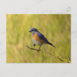 Postal Postcarta de Western Bluebird