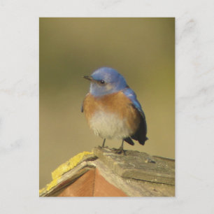Postal Postcarta de Western Bluebird 3