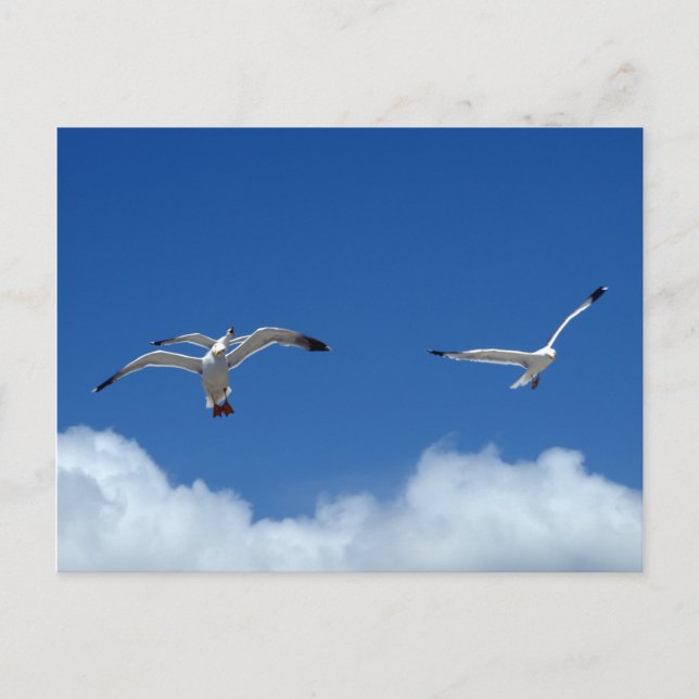 Postal Postcarta de Wind Masters (Anverso)