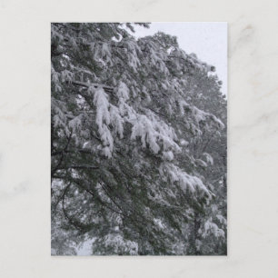 Postal Postcarta de Winter Pine