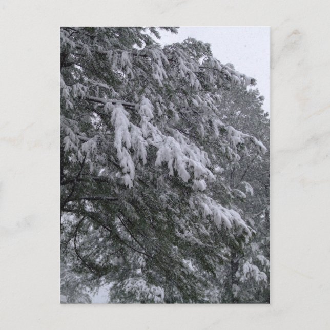 Postal Postcarta de Winter Pine (Anverso)