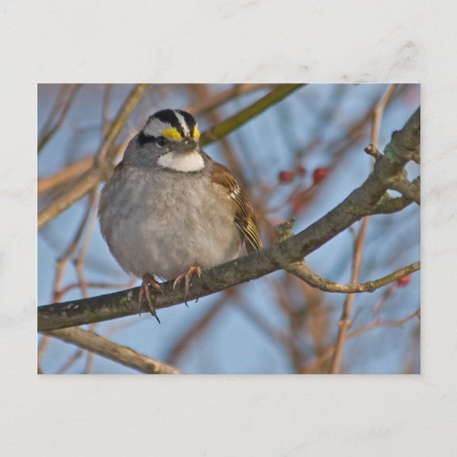 Postal Postcarta de Winter Sparrow (Anverso)