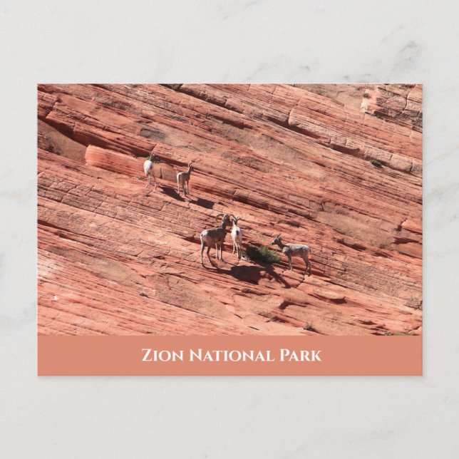Postal Postcarta de Zion Bighorn Sheep (Anverso)