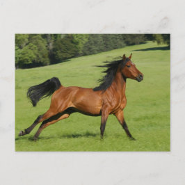 Postal Postcarta del caballo árabe en marcha
