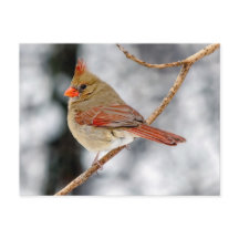 Postcarta del cardenal norte femenino