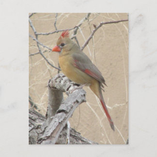 Postal Postcarta del cardenal norte femenino