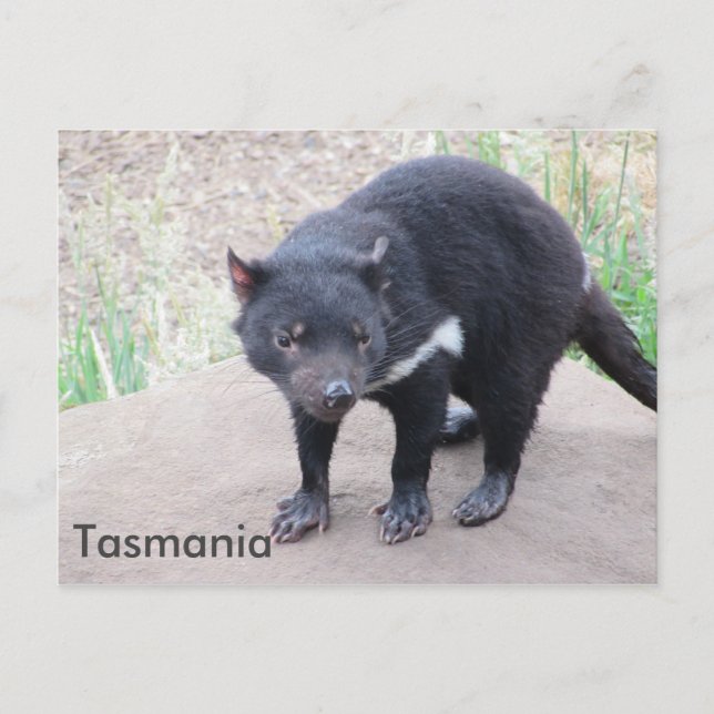Postal Postcarta del demonio de Tasmania (Anverso)