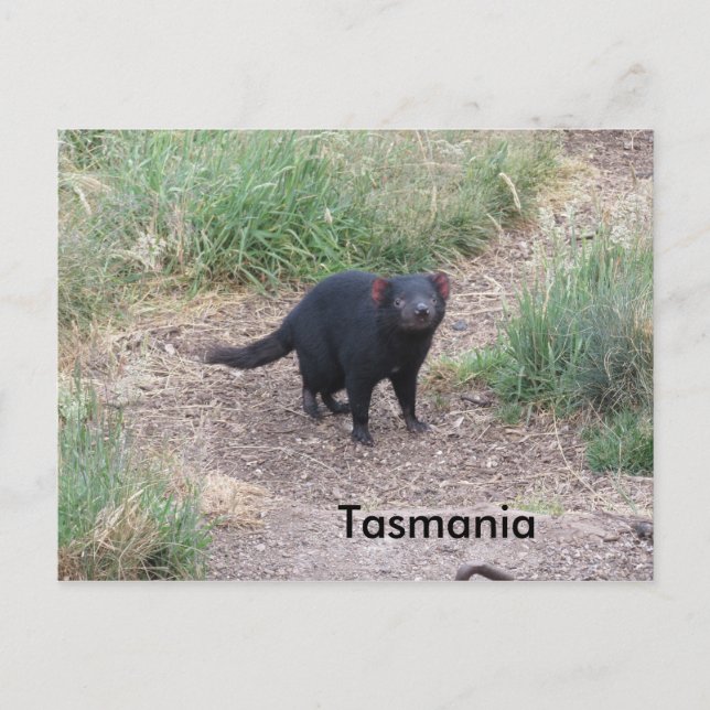 Postal Postcarta del demonio de Tasmania (Anverso)