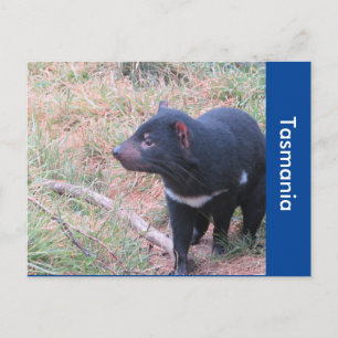 Postal Postcarta del demonio de Tasmania