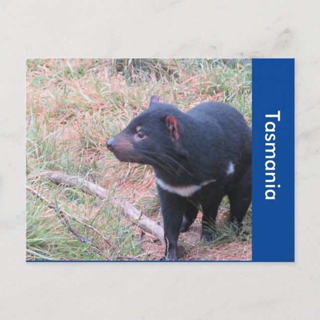 Postal Postcarta del demonio de Tasmania (Anverso)