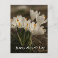 Postcarta del Día de la Madre de Crocus Blanco
