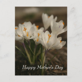 Postal Postcarta del Día de la Madre de Crocus Blanco