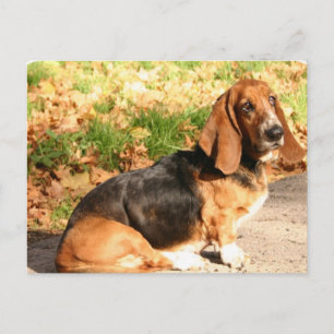 Postal Postcarta del enlace de Basset