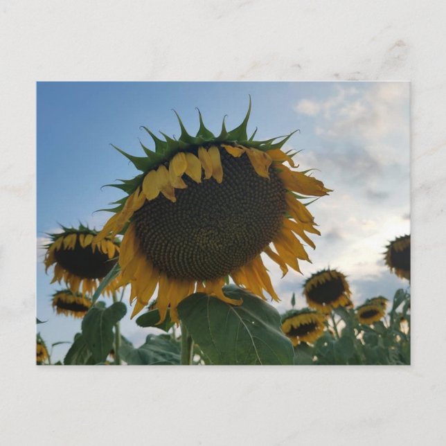 Postal Postcarta del gran girasol (Anverso)
