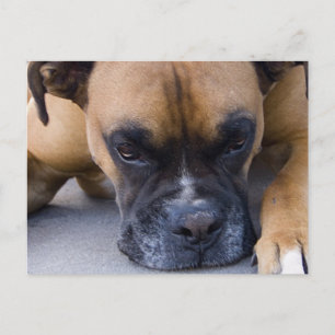 Postal Postcarta del perro del bóxer en reposo