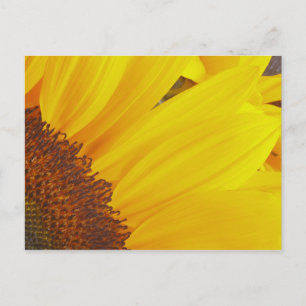Postal Postcarta del sol de girasol