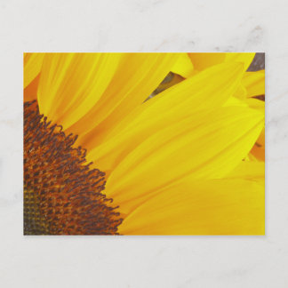 Postal Postcarta del sol de girasol