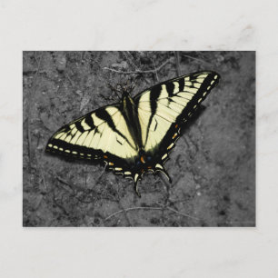 Postal Postcarta del tigre oriental