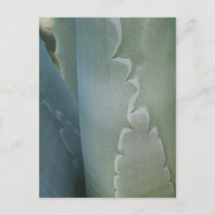 Postal Postcarta detallada de cactus