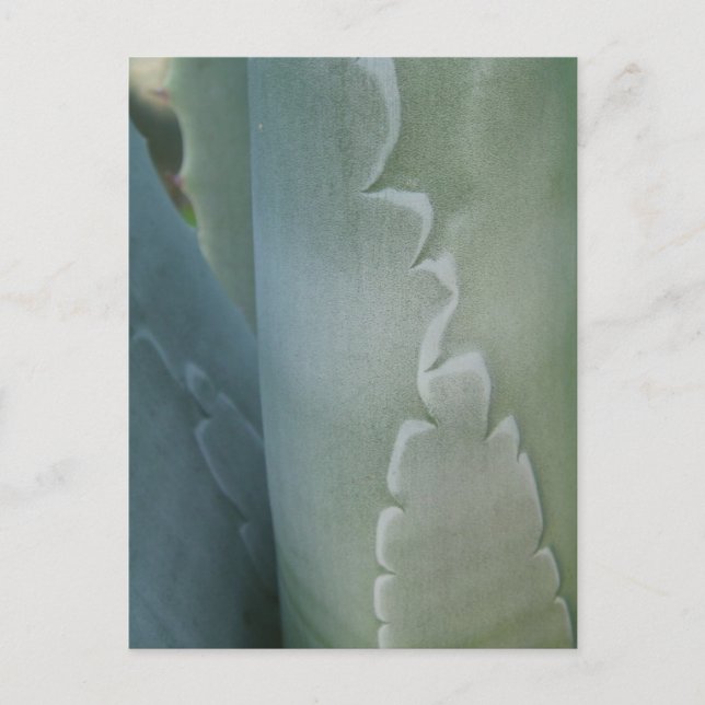 Postal Postcarta detallada de cactus (Anverso)