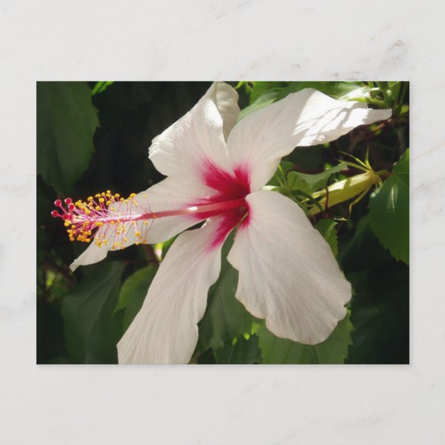 Postal Postcarta floral de Hibiscus (Anverso)