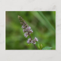 Postcarta floral floral de flor violeta de flor si