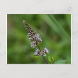 Postal Postcarta floral floral de flor violeta de flor si