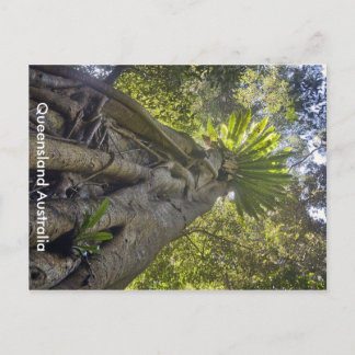 Postal Postcarta forestal australiana