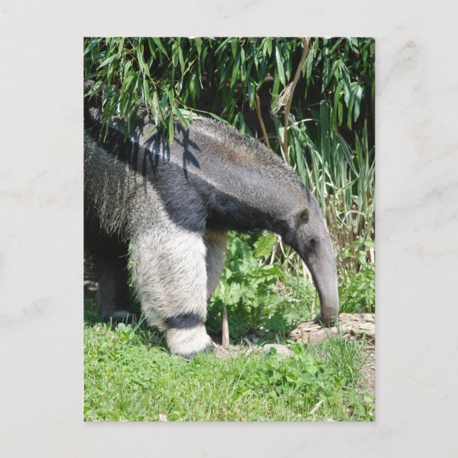 Postal Postcarta gigante de Anteater (Anverso)