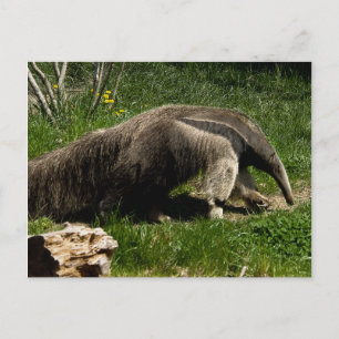 Postal Postcarta gigante de Anteater