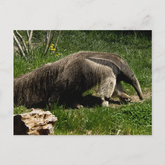 Postal Postcarta gigante de Anteater (Anverso)