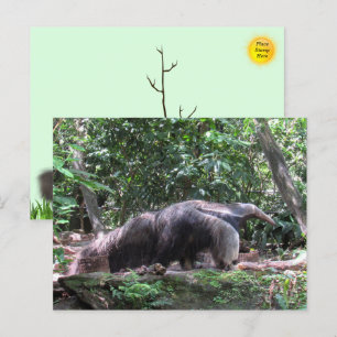 Postal Postcarta gigante de Anteater