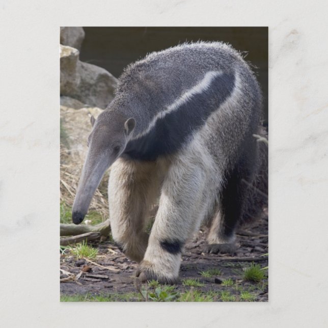 Postal Postcarta gigante de Anteater (Anverso)
