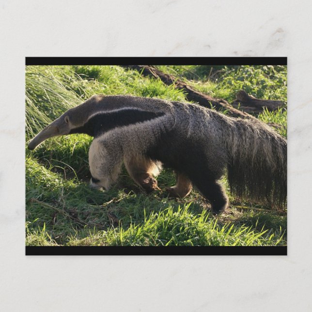 Postal Postcarta gigante de Anteater (Anverso)