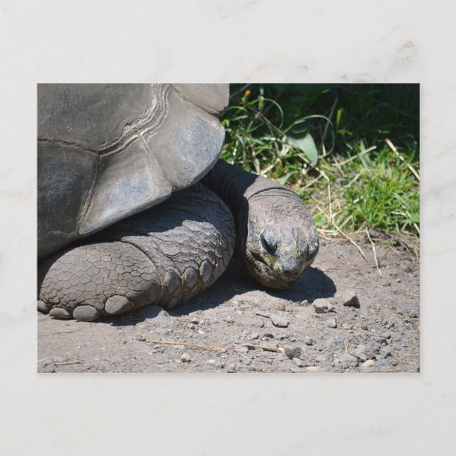 Postal Postcarta gigante de tortugas de Galápagos (Anverso)