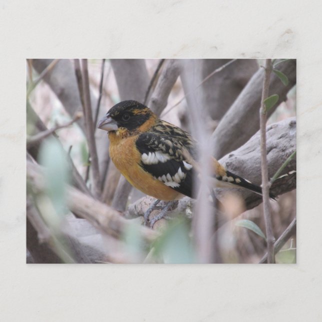 Postal Postcarta Grosbeak de cabeza negra (Anverso)